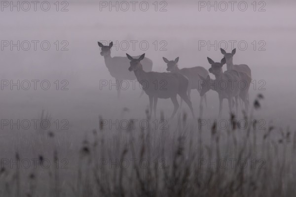 Even though the fog provides shelter for rotted animals (Cervus elaphus) and calves, it also