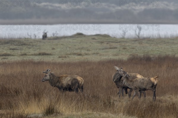 The small group of red deer (Cervus elaphus) has not yet discovered the uninvited guest on the