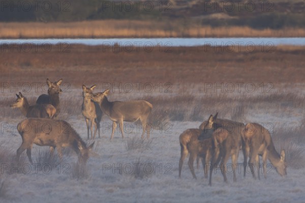 A rottier (Cervus elaphus) nibbles on the neck of its calf, which visibly enjoys this social