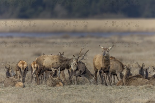 Since older red deer (Cervus elaphus) usually lose their antlers first, younger deer still with