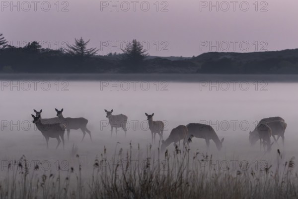Groups offer rotters (Cervus elaphus) and calves good protection against predators, as each pack