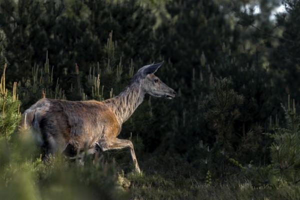 The tense, curious behavior of the red animal (Cervus elaphus) signals that there must be something