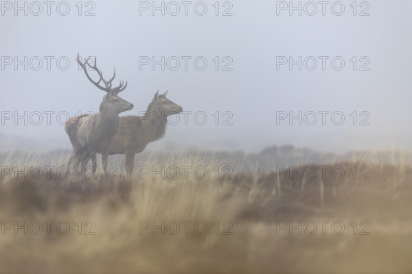 A red deer (Cervus elaphus) without a headdress, while its companion still wears both antlers, but