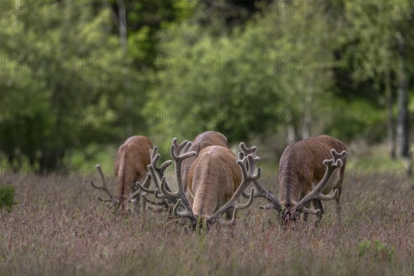 A frontal view of grazing red deer (Cervus elaphus) is an impressive sight, bastion antlers,
