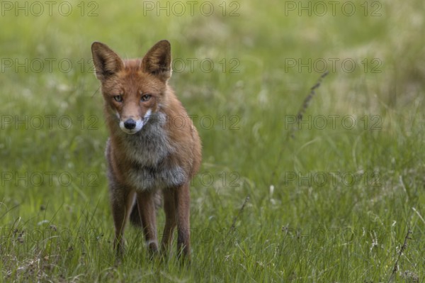 Concentrated, the red fox (Vulpes vulpes) tries to find the source of the sound, alert, skeptical,