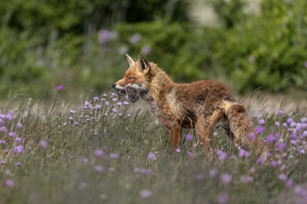 A red fox fähe (Vulpes vulpes) with a few mice in the catch, for the puppies waiting at the burrow,