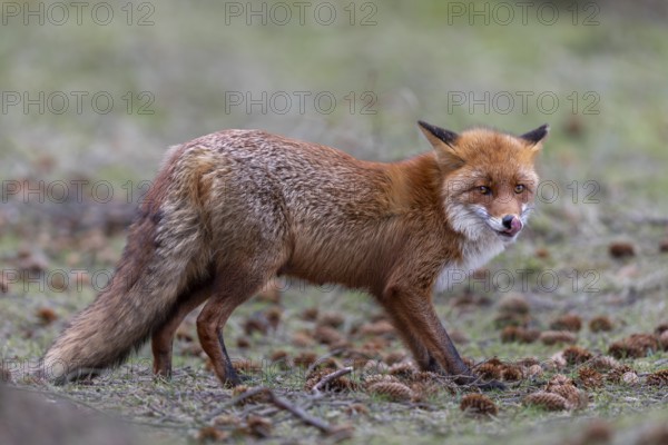 The nose is an important sensory organ for the red fox (Vulpes vulpes) and is regularly cleaned