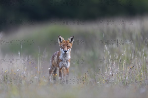 Shortly in front of, this red fox (Vulpes vulpes) tried unsuccessfully to prey on a brown hare,