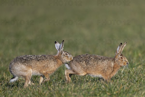 A bumper has positioned herself directly behind the female hare (Lepus europaeus) and touches her