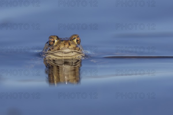 Erdkröte (Bufo bufo), Männchen wartet mit stoischer Ruhe auf das Eintreffen der Weibchen,