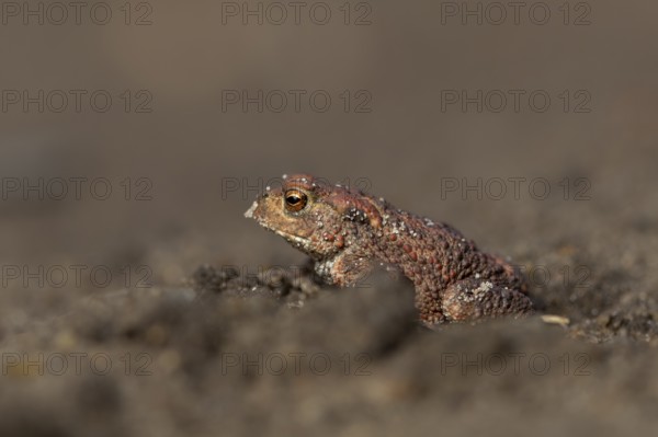 Eine einjährige Erdkröte (Bufo bufo) wagt sich am frühen Abend aus ihrem Tagesversteck und geht auf