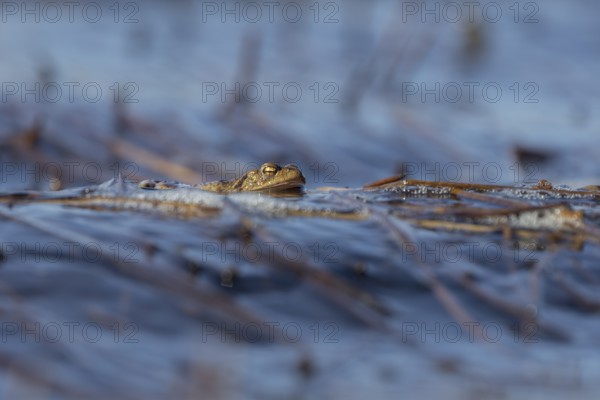 Erdkröte (Bufo bufo), Männchen, die Wellen erschweren den Erdkröten-Männchen das Warten auf die