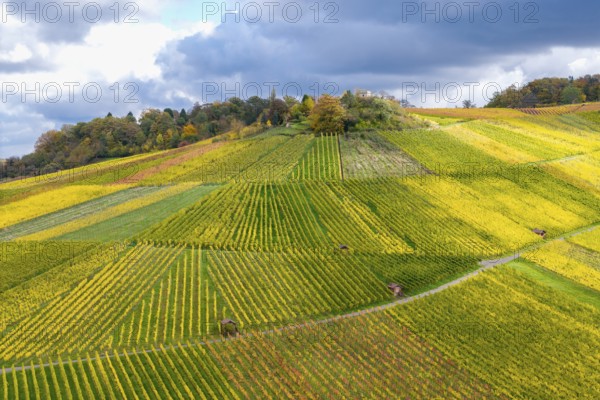 Colourful autumn landscape with geometrically arranged vineyards and trees under a cloudy sky, near