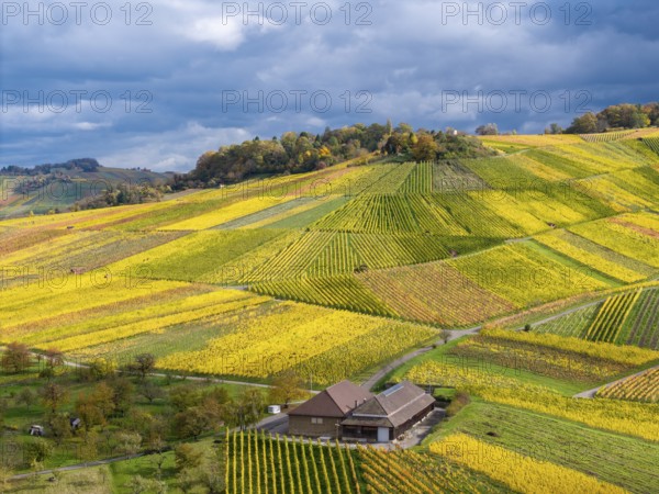 A wine press in the midst of yellow and green vineyards under a blue cloud sky, near Strümpfelbach