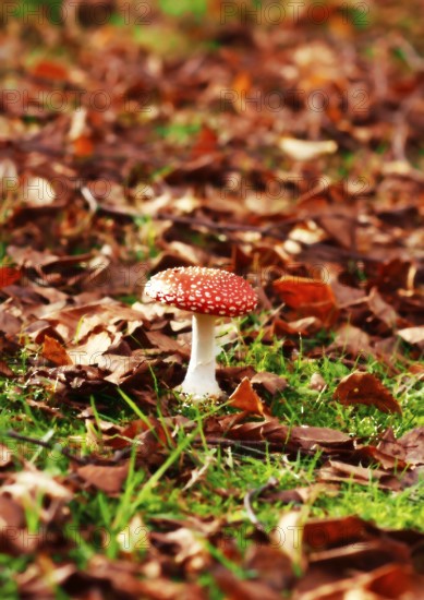 Red toadstool (Amanita muscaria), fruiting body, in autumn leaves, oil color effect, North