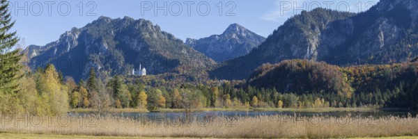 Panorama of the autumn reed bank on Schwansee, behind Neuschwanstein Castle near Hohenschwanga and