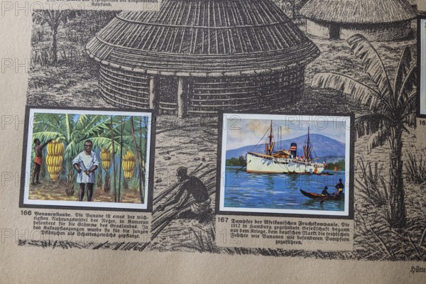 German colonies. Cameroon German Southwest Africa. Banana harvest and steamer from the African