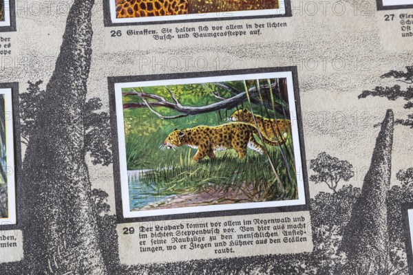 German colonies. German East Africa. Leopard An anthology published by Cigaretten-Bilderdienst