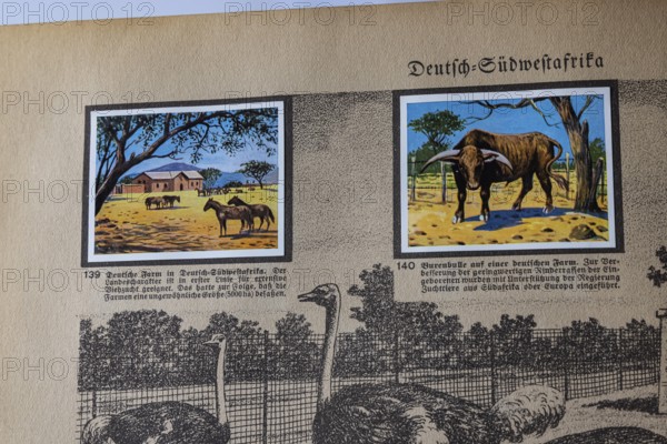 German colonies. German Southwest Africa. German farm, cattle breeding, Boer bull. An anthology