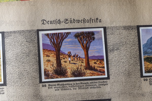 German colonies. German Southwest Africa. Quiver tree (Aloe dichotoma) . An anthology published by