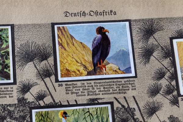German colonies. German East Africa. Juggler (Terathopius ecaudatus) . An anthology published by