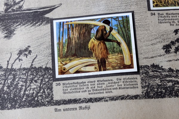 German colonies. German East Africa. The tusk of an elephant. An anthology published by