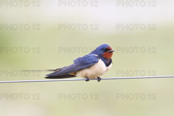 Barn swallow (Hirundo rustica) sitting on a pasture fence, wildlife, animals, birds, swallows,