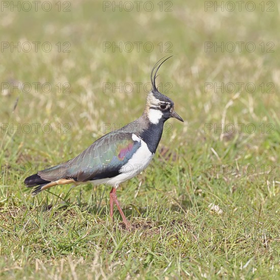Lapwing (Vanellus vanellus), gorgeous dress, looking for food in a swampy meadow, wildlife,
