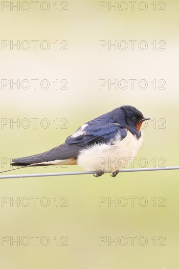 Barn swallow (Hirundo rustica) sitting on a pasture fence, wildlife, animals, birds, swallows,