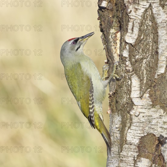Grey woodpecker (Picus canus), male sitting on the trunk of a grey birch tree (Betula populifolia),
