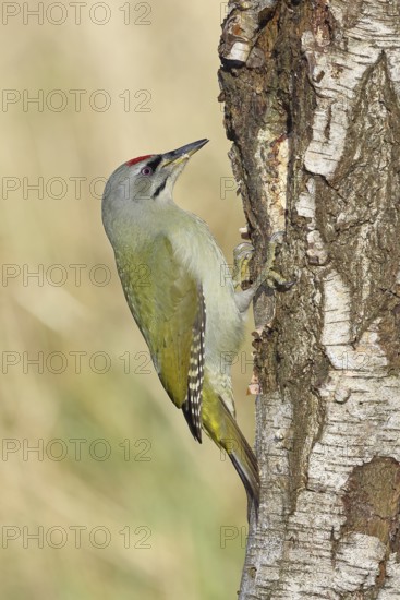 Grey woodpecker (Picus canus), male sitting on the trunk of a grey birch tree (Betula populifolia),