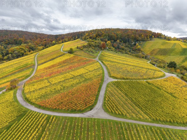 Colourful autumn vineyards with winding paved roads on rolling hills under cloudy skies, near