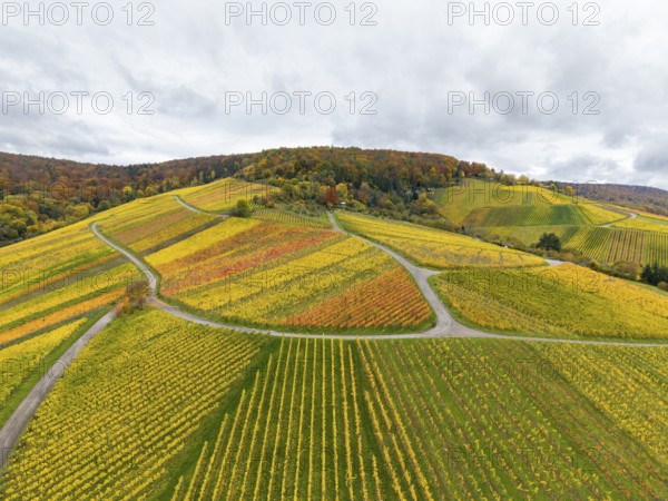 Strong autumn colors in a hilly wine landscape with winding paths, near Stetten im Remstal,