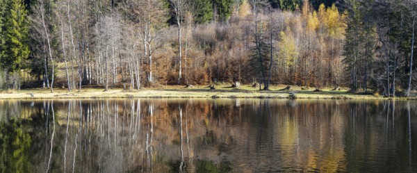 Late autumn, water reflection in moor pond, autumn, near Oberstdorf, Oberallgäu, Allgäu, Bavaria,