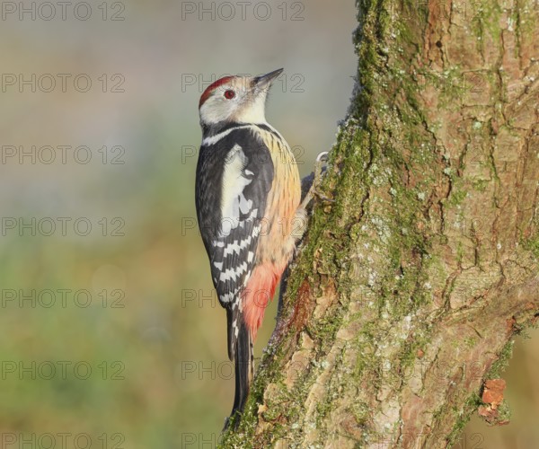 Middle woodpecker (Dendrocopos medius) sitting on a moss-covered tree, winter, wildlife,