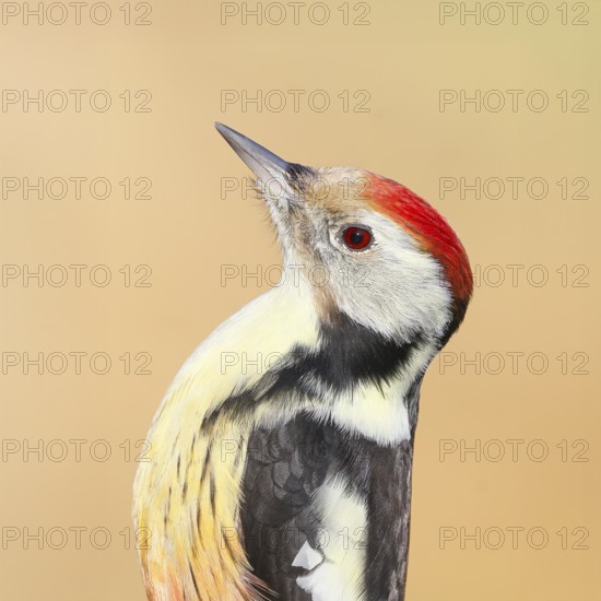 Middle woodpecker (Dendrocopos medius) portrait, wildlife, woodpeckers, nature photography,