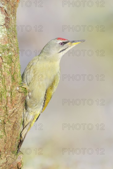 Grey woodpecker (Picus canus), male sitting on a moss-covered tree, wildlife, woodpeckers, nature
