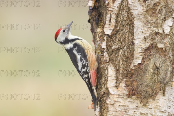 Middle woodpecker (Dendrocopos medius) on a birch tree, wildlife, woodpeckers, nature photography,