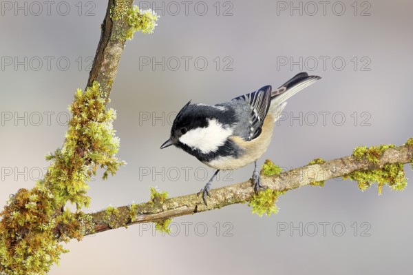 Pine tit (Periparus ater) sitting on moss-covered branch, wildlife, animals, birds, tits, light