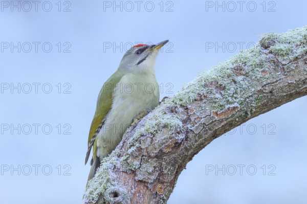 Grey woodpecker (Picus canus), male sitting on a thick branch covered with moss, winter, frost,