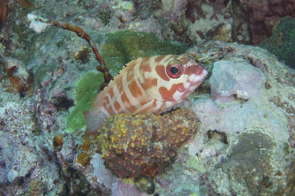 A striped fish, beret grouper (Epinephelus fasciatus), disguises itself in a coral reef. Coral