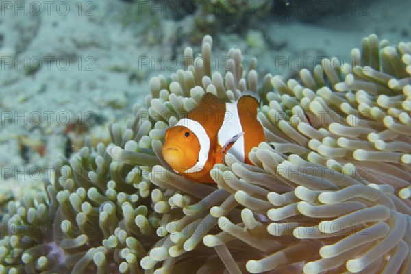 A false clownfish (Amphiprion ocellaris) with a curious eye in a sea anemone. Coral Garden Dive