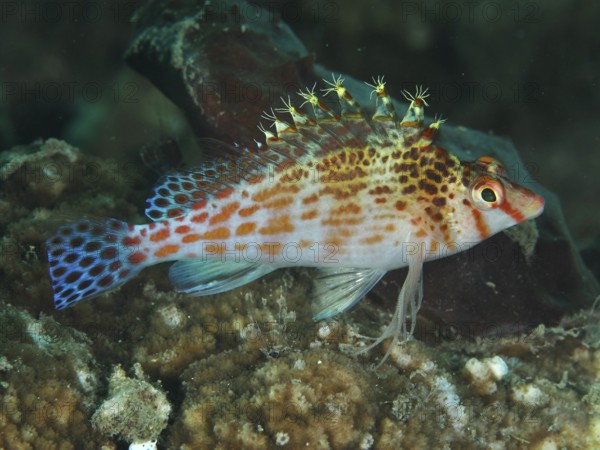 A fish with patterned fins, Falk's coral guardian (Cirrhitichthys falco), rests on corals. Spice