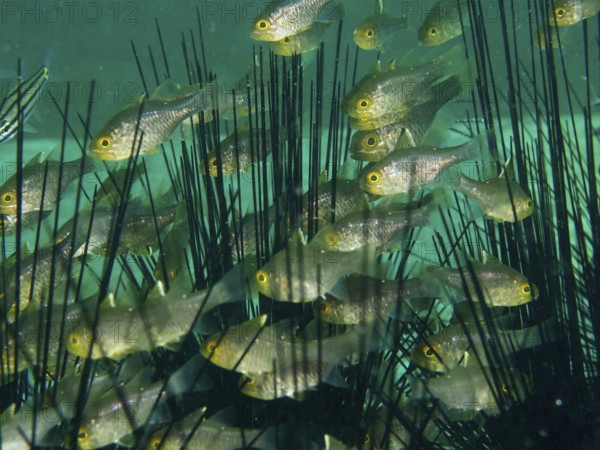 Swarm of small fish, flag-fin cardinalfish (Ostorhinchus hoevenii), swims among long spiny sea