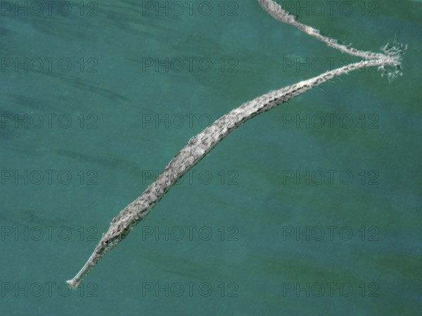 Triangular sea needle (Syngnathoides biaculeatus) in the green sea. Secret Bay Dive Site,