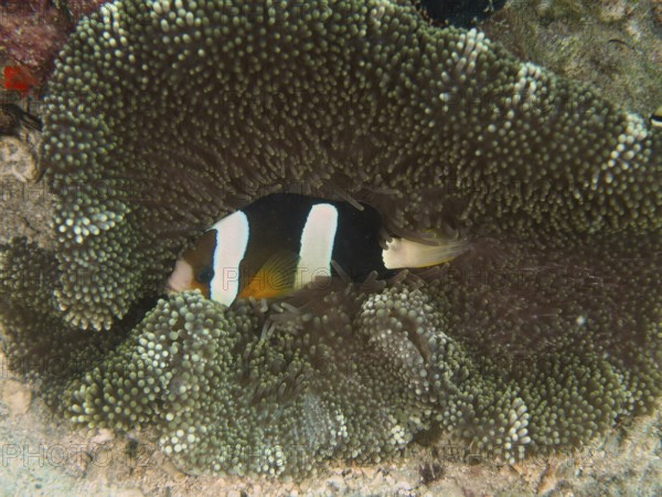 Clownfish, Clark's anemonefish (Amphiprion clarkii), is hiding in a sea anemone on a coral reef.