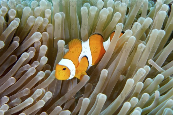 A false clownfish (Amphiprion ocellaris) snakes through the tentacles of a sea anemone. Coral