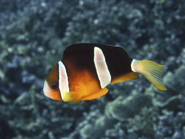 A single clownfish, Clark's anemonefish (Amphiprion clarkii), swims in the contrasting sea.