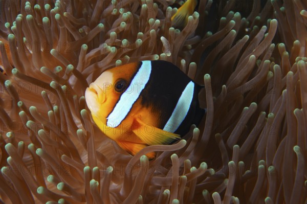A clownfish, Clark's anemonefish (Amphiprion clarkii), hides between the tentacles of a sea anemone