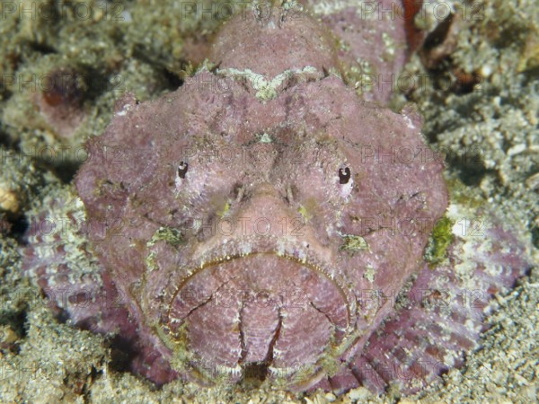 Pink humpback scorpionfish (Scorpaenopsis diabolus) on sandy subsoil in the ocean. Pidada Dive